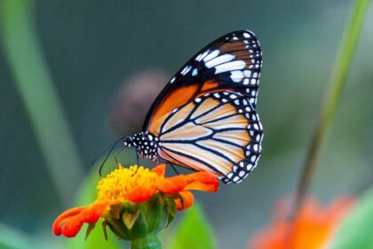 photo of butterfly in seed pollination