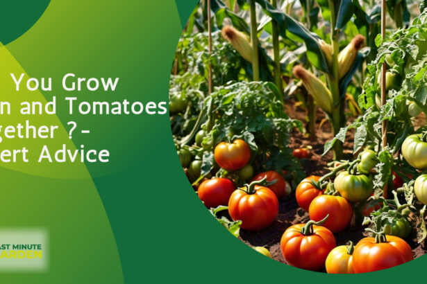 Grow corn and tomatoes together in a garden