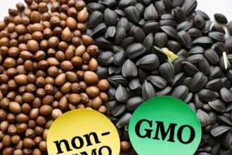 Difference between GMO and Non-GMO seeds