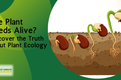 Are Plant Seeds Alive? seeds germinating in soil