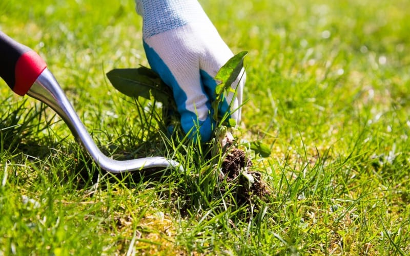 organic weed control