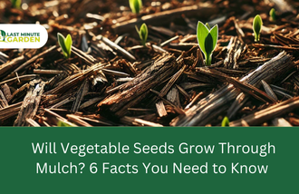 will vegetable seed grow through mulch