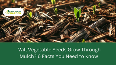 will vegetable seed grow through mulch