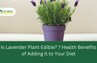 Is lavender plant edible?