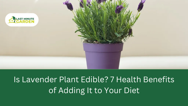 Is lavender plant edible?