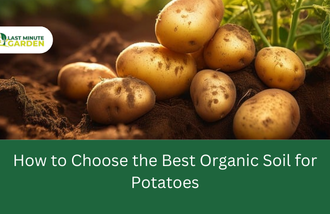 best organic soil for potatoes