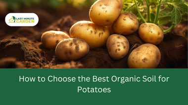 best organic soil for potatoes