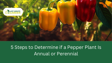 Ways to determine if a pepper plant is annual or perennial