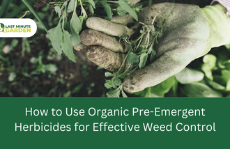 Removing weeds before the application of organic pre-emergent herbicide