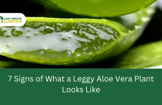 What a leggy aloe vera plant looks like