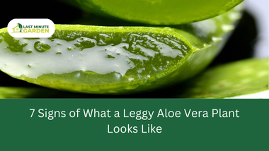 What a leggy aloe vera plant looks like