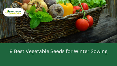 Best Vegetable Seeds for Winter Sowing