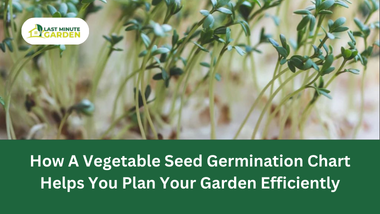 vegetable seed germination chart