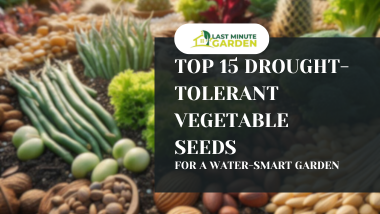 Drought-tolerant vegetable seeds in a garden