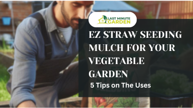 EZ straw seeding mulch for vegetable garden