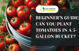 Can you plant tomatoes in 5-gallon bucket