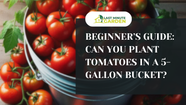 Can you plant tomatoes in 5-gallon bucket