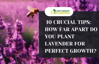 How far apart do you plant lavender?