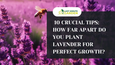 How far apart do you plant lavender?