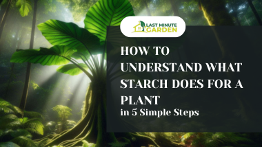 what starch does for plants