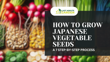 How to Grow Japanese Vegetable Seeds: A 7 Step-by-Step Process