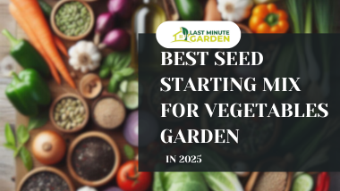 Best seed starting for vegetables garden in 2025