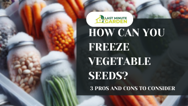 Can you freeze vegetable seeds?