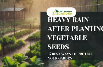 Heavy rain after planting vegetable seeds