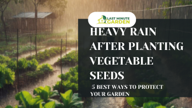 Heavy rain after planting vegetable seeds