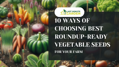 Roundup-ready vegetable seeds