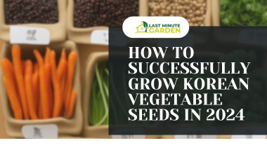 How to Successfully Grow Korean Vegetable Seeds in 2024