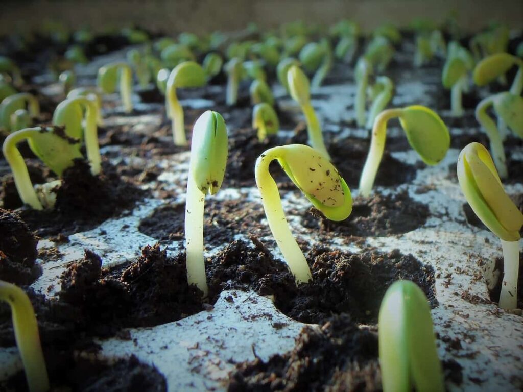 vegetable seed germination chart showing the conditions for sprouting  seeds
