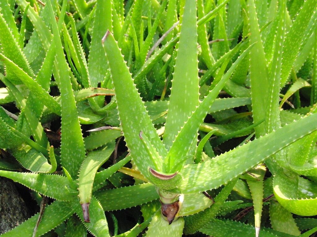 what a leggy aloe vera plant looks like.
