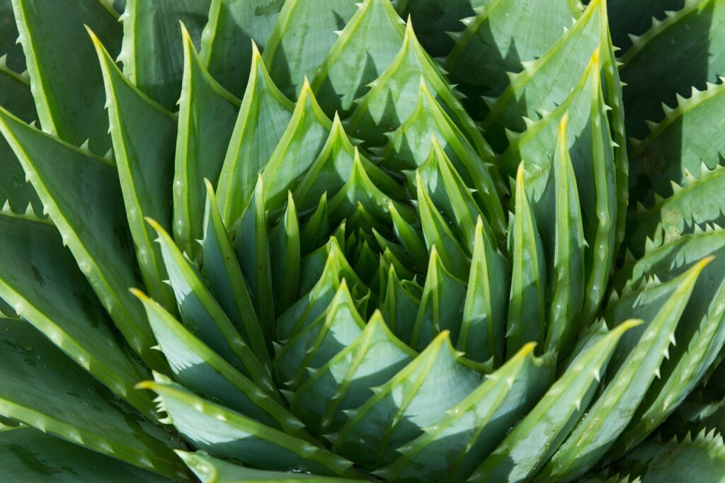 what a leggy aloe vera looks like and how it has been restored