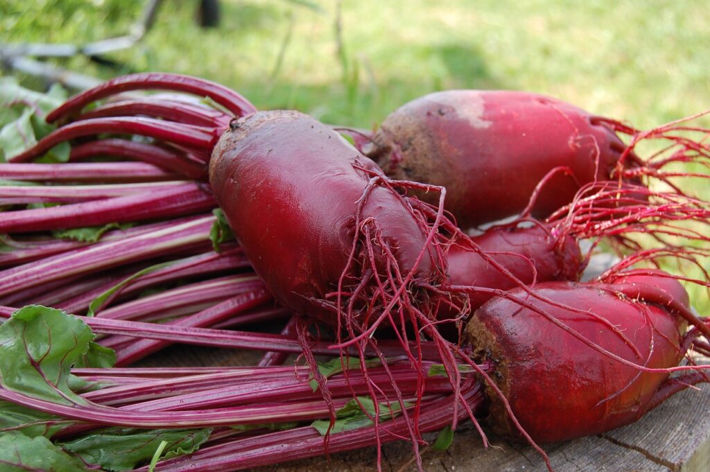 Beet, one of the best vegetable seeds for winter sowing