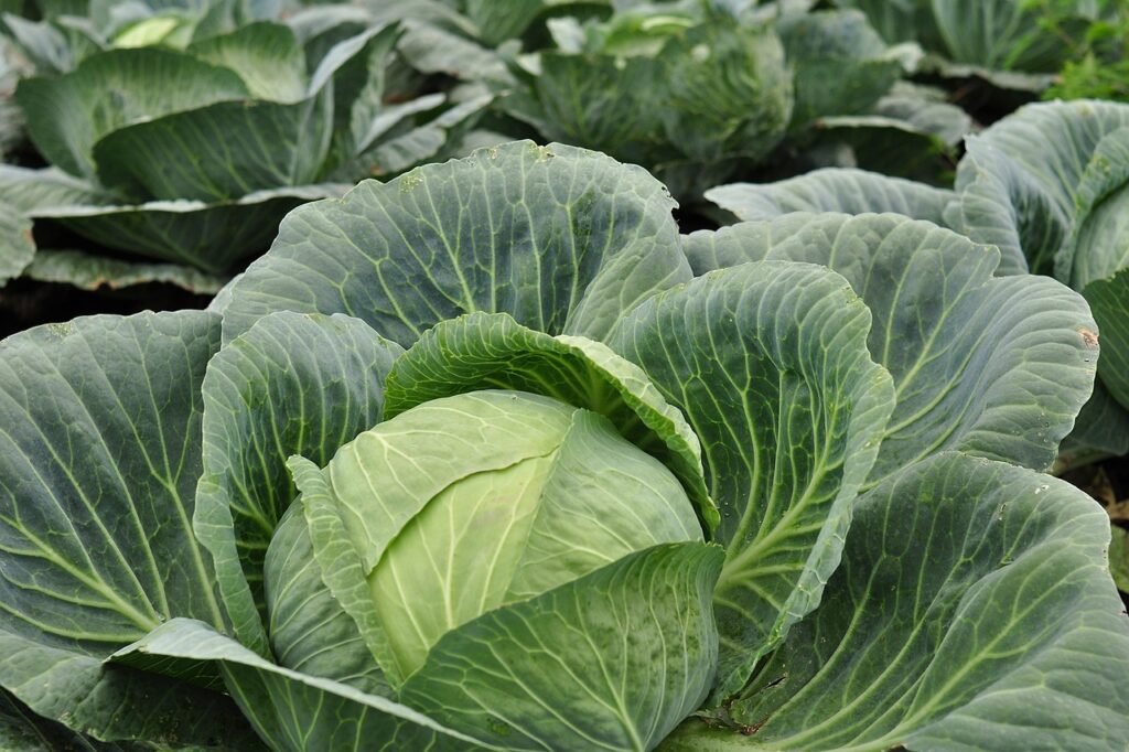 Cabbage, one of the best vegetable seeds for winter sowing