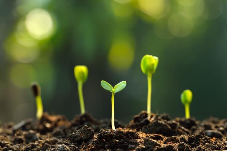 Vegetable seed germination chart
 process showing multiple sprouts emerging from soil