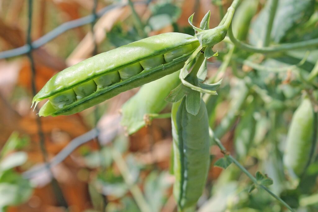 Peas,  one of the best vegetable seeds for winter sowing