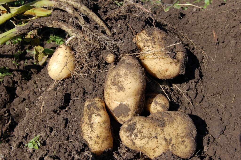 An image of the best organic soil for potatoes