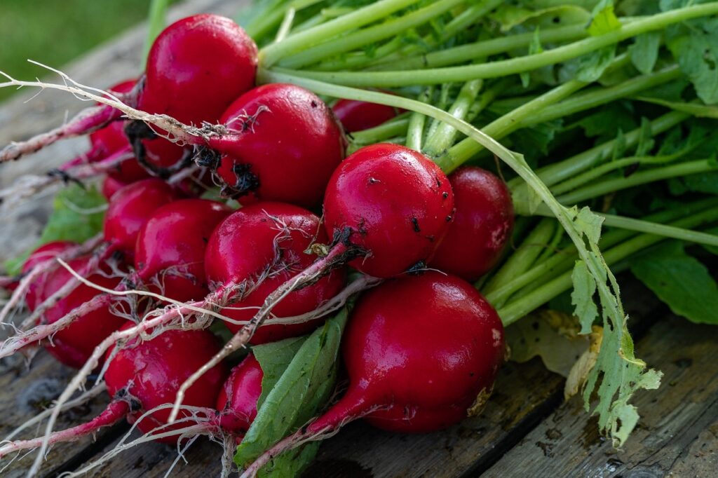 Radishes, one of the best vegetable seeds for winter sowing