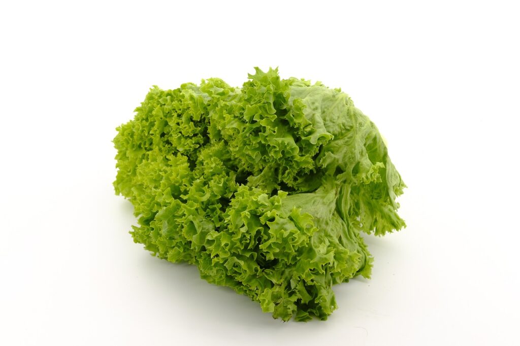 Lettuce, one of the best vegetable seeds for winter sowing