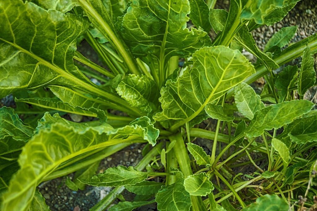 Spinach, one of the best vegetable seeds for winter sowing