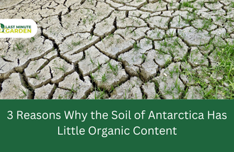 Why the Soil of Antarctica Has Little Organic Content
