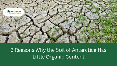 Why the Soil of Antarctica Has Little Organic Content