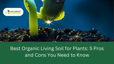 Best organic living soil