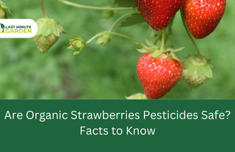 Organic strawberries pesticides