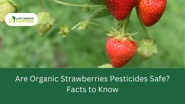 Organic strawberries pesticides