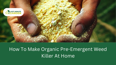 Organic Pre-Emergent Weed Killer