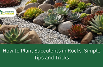 How to Plant Succulents in Rocks