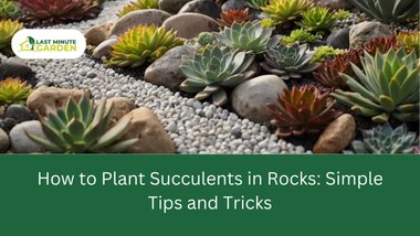 How to Plant Succulents in Rocks